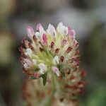 Trifolium striatum Blüte