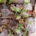 Arenaria serpyllifolia Blatt