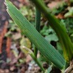 Hordeum vulgare Feuille