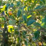 Duranta erecta Fruit