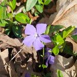 Vinca minorപുഷ്പം