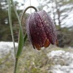 Fritillaria montana Other