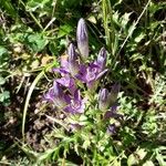 Gentianella germanica Blomma