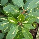 Rhododendron ponticum Leaf