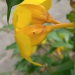 Allamanda cathartica Blüte