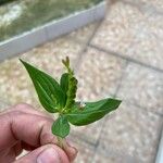 Spigelia anthelmia Leaf
