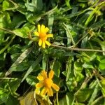 Acmella pusilla Flower