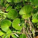 Centella asiatica Hoja