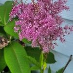 Filipendula rubra Foglia