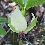 Trillium rugelii Blomma