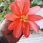 Passiflora linda
