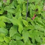 Persicaria orientalisЛист