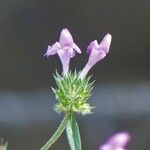 Galeopsis ladanum Fleur