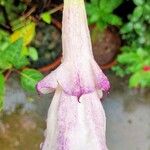 Datura metelFlors