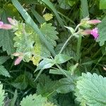 Silene dioica Costuma