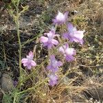 Delphinium pubescens Virág