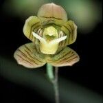 Koellensteinia graminea Květ