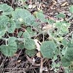 Cucumis dipsaceus Leaf