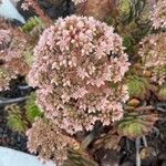 Aeonium lancerottense Blomst