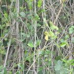 Secamone alpini Leaf