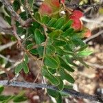 Tara spinosa Leaf