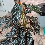 Begonia × albopicta Leaf