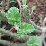 Pelargonium echinatum Yaprak