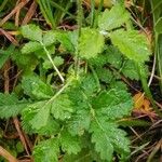 Agrimonia eupatoria Lehti