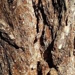 Eucalyptus sideroxylon Kůra