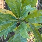 Pouteria caimito Leaf