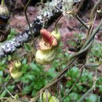 Aristolochia californica Kvet