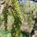 Salix euxina Flor