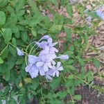 Plumbago auriculata Blomst