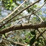 Searsia gueinzii Bark