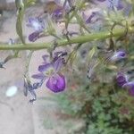 Eichhornia paniculata Floare