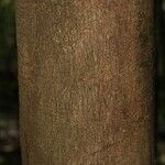 Couepia bracteosa 树皮
