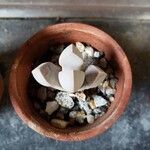 Lapidaria margaretae Hoja