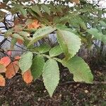 Rhus chinensis List