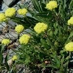 Eriogonum flavum 整株植物