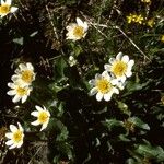 Caltha leptosepala Habitat