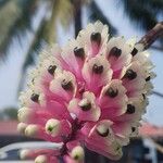 Dendrobium smillieae Flor