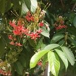 Combretum indicum Цвят