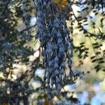 Sophora denudata Fruto