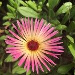 Cleretum bellidiforme Bloem