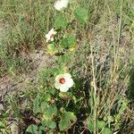 Hibiscus vitifolius Hábito