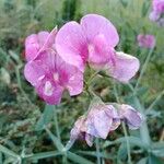 Lathyrus latifolius Flower