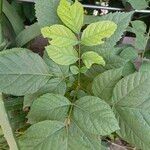 Markhamia tomentosaBlatt