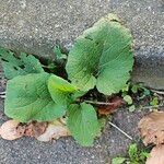 Arctium nemorosumLeaf