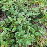 Shepherdia canadensis Levél