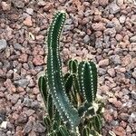 Acanthocereus tetragonus Leaf